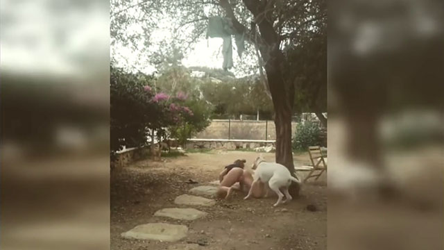 Mujer casi fue violada por un Pitbull