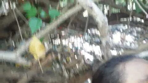 Iris fue al bosque y chupó la polla en el lugar.