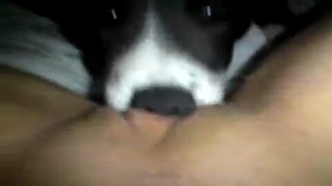Perro lamiendo el coño de la joven