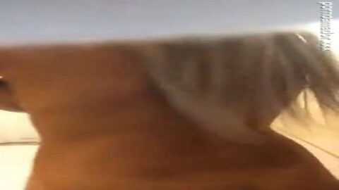 Rubia tetona enseñando el culo