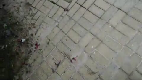 Sexo en la calle de Ilhabela